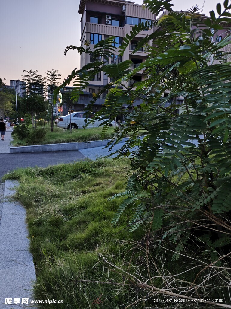 城市路边绿植景观