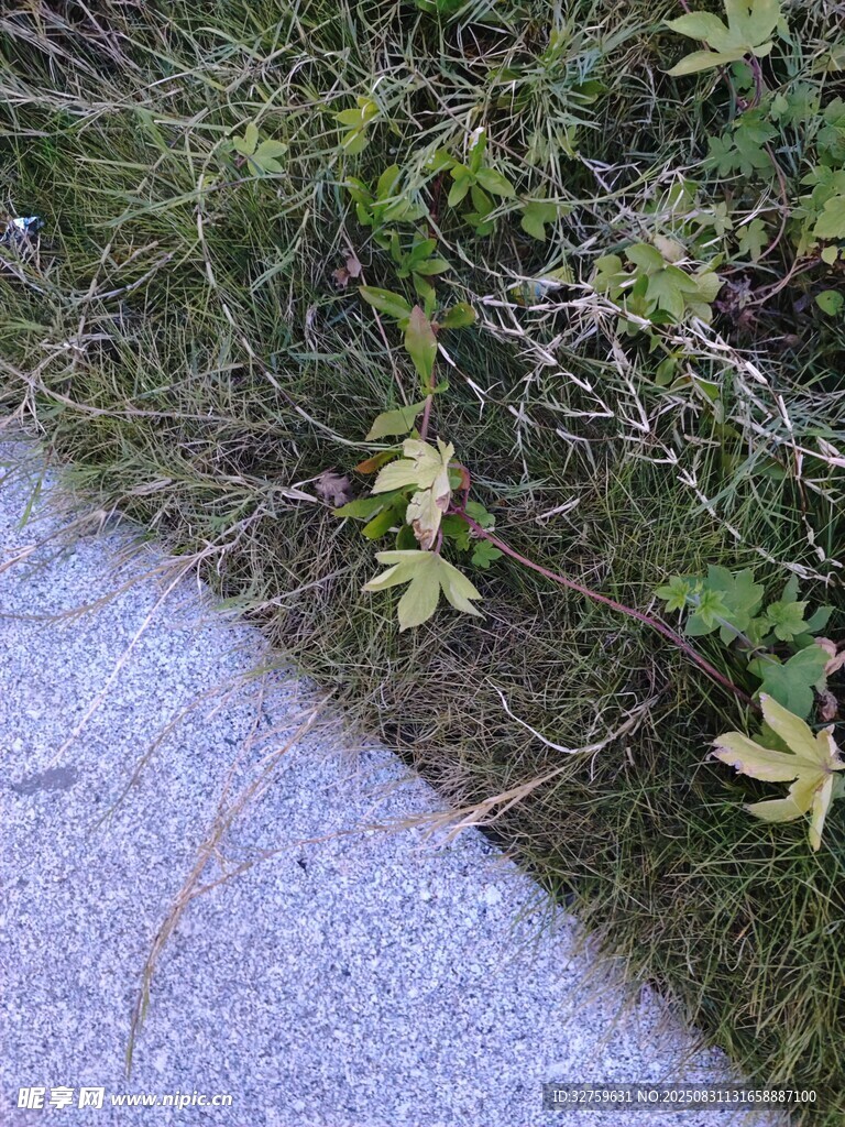 路边生长的绿色植物