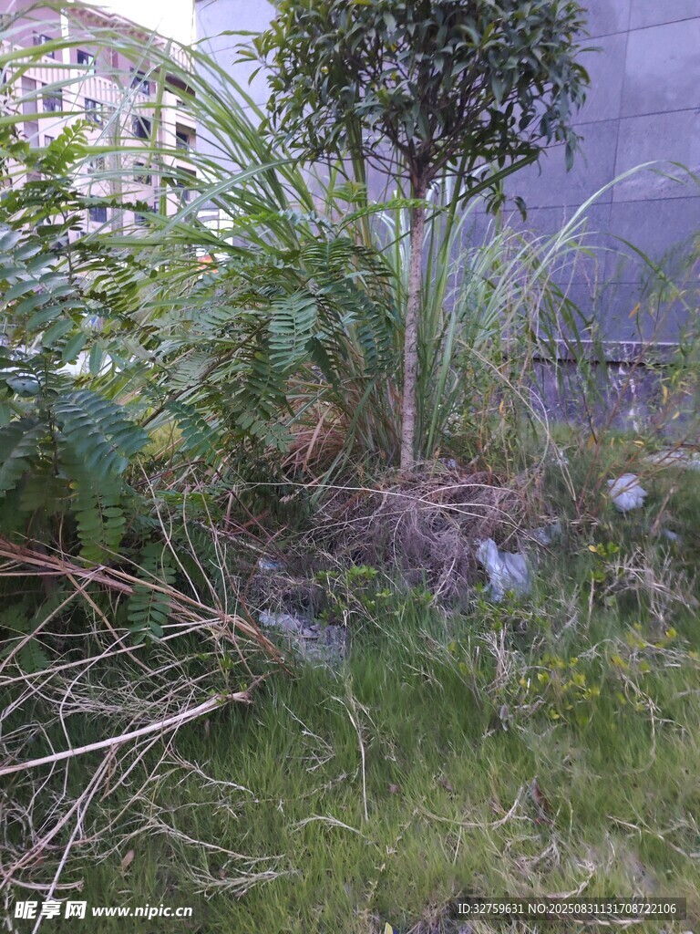 庭院绿植景观一角