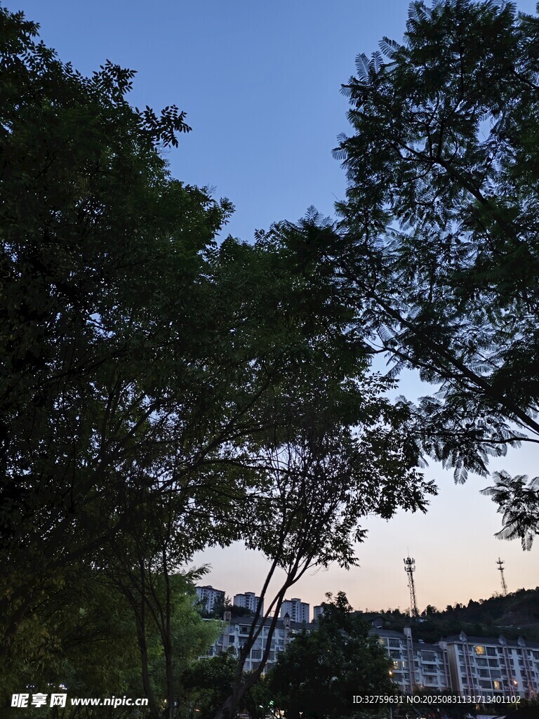 黄昏下的绿树景观