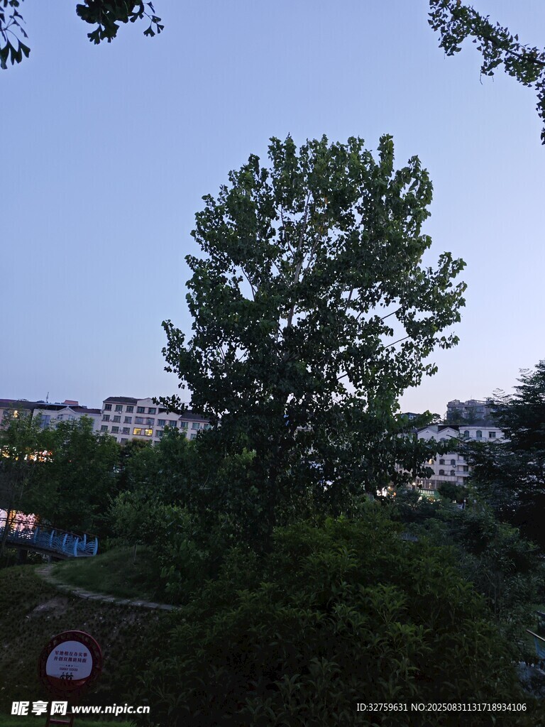 黄昏下的绿树与远处建筑