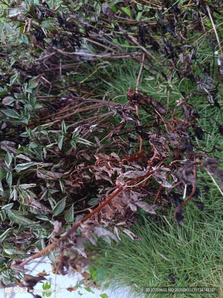 雪中紫叶植物景观