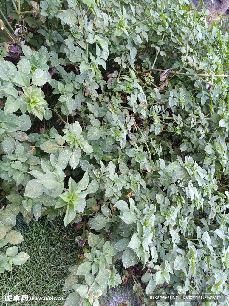 绿叶植物景观
