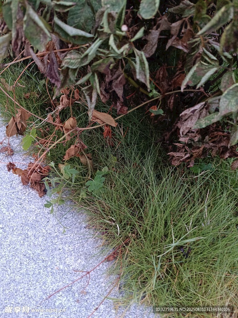 路边绿植与落叶景象