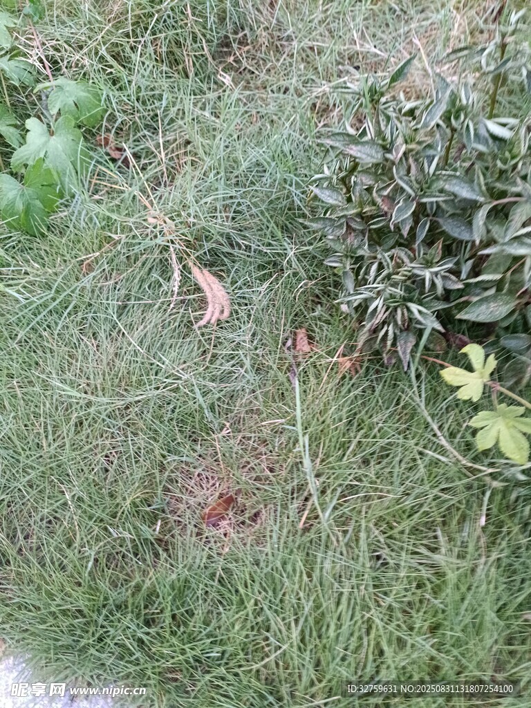 草地中的绿植与落叶