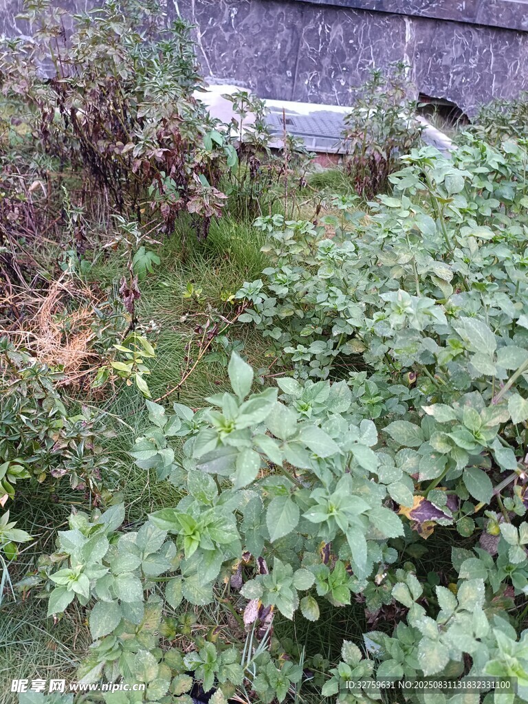 野外繁茂绿植景象