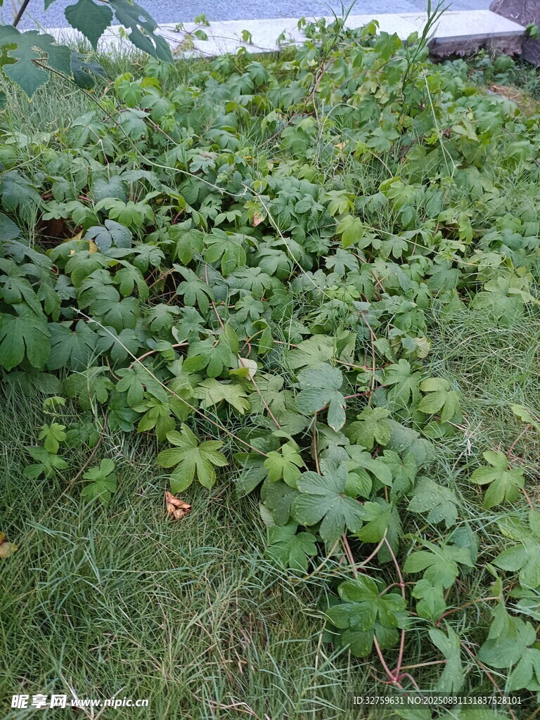 繁茂绿植覆盖的户外景象