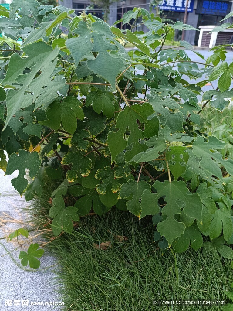 茂盛的绿叶植物