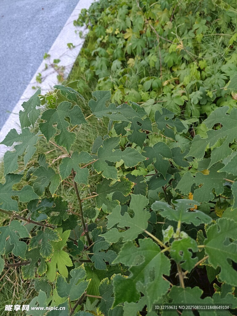 墙边繁茂的绿色植物