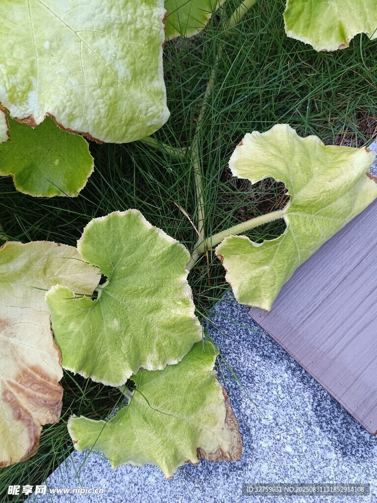 绿叶植物近景特写