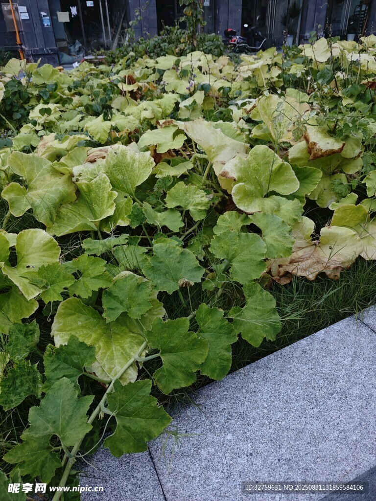 墙边翠绿的蓬勃植物