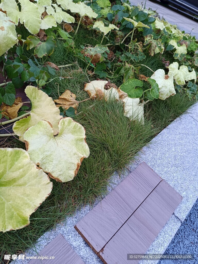 路边绿植景观