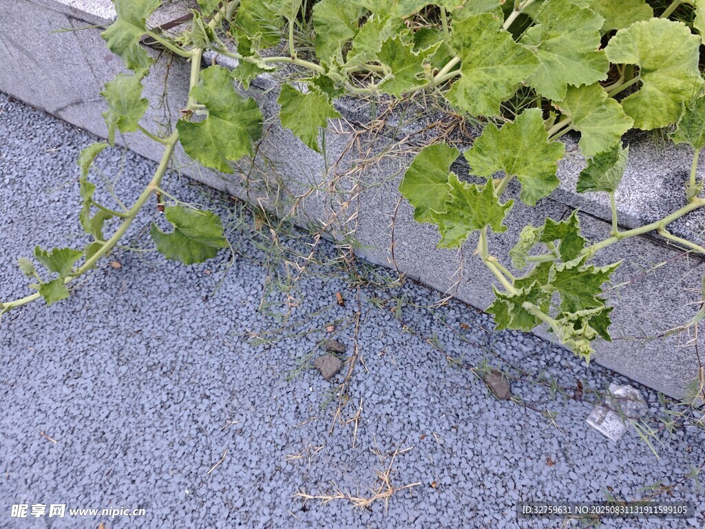 墙边绿植生机盎然
