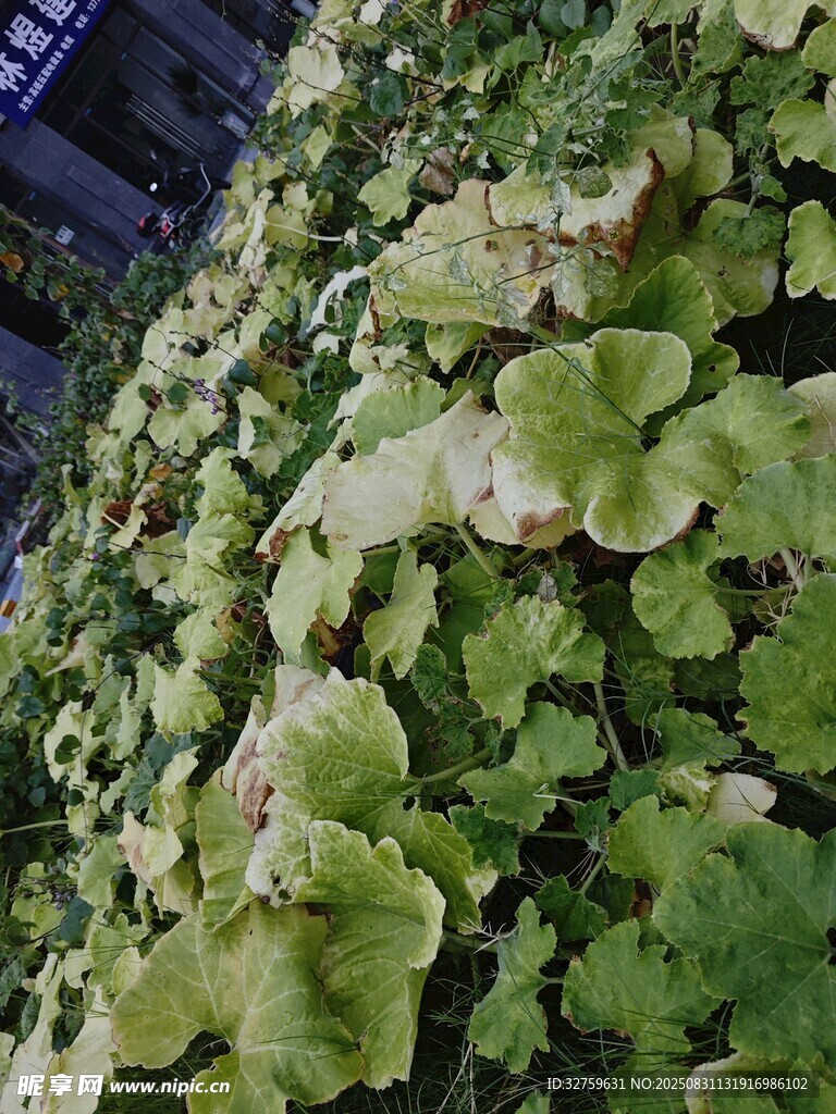 翠绿叶片簇拥的生机景象