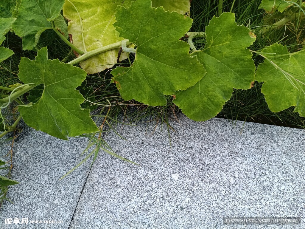 墙边生长的翠绿藤蔓植物