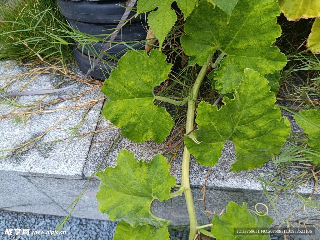 藤蔓植物特写