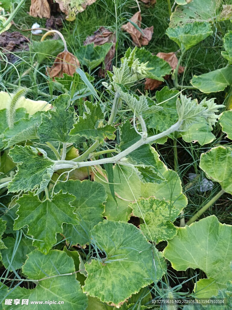 翠绿瓜藤植物特写