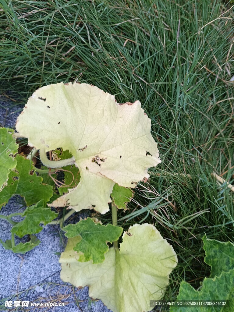 枯黄瓜叶特写