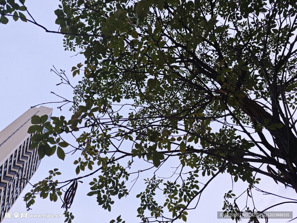 透过枝叶望高楼