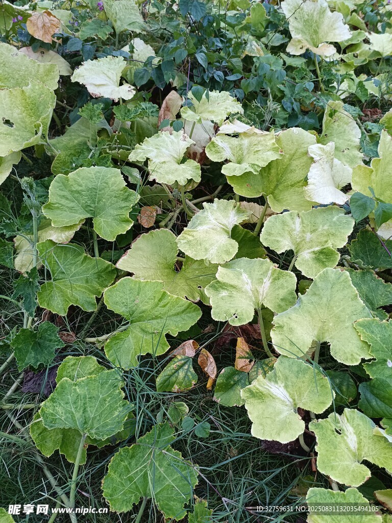 绿叶植物特写