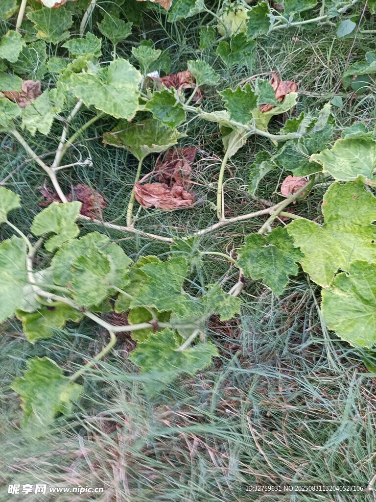 地面上的繁茂绿色植物