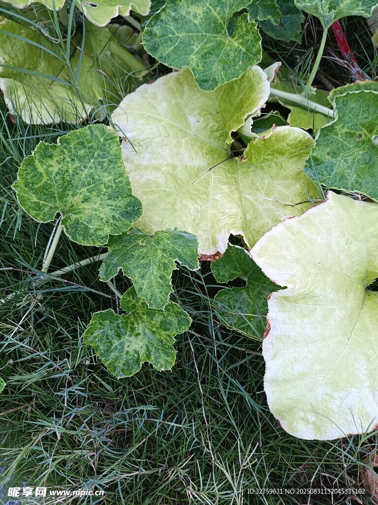 草地上的黄色南瓜花