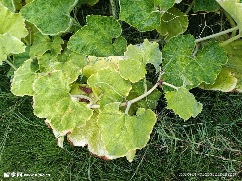 绿叶植物特写