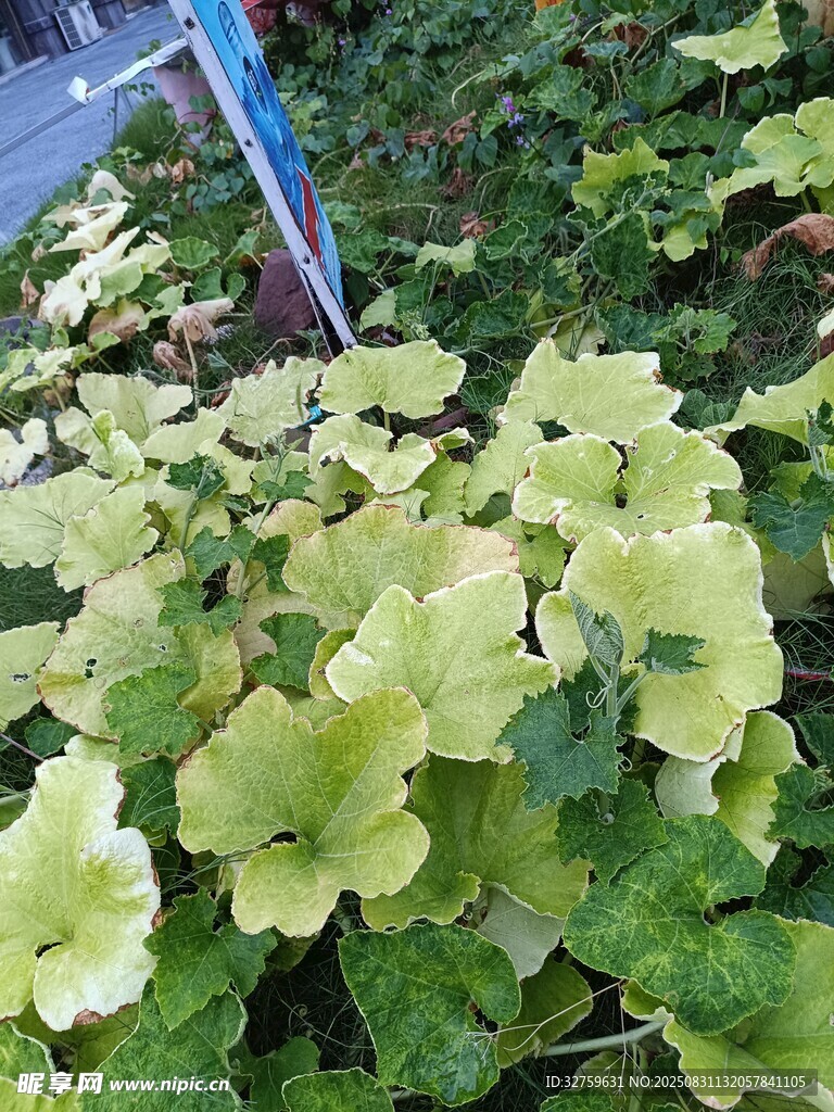 嫩绿叶片植物特写