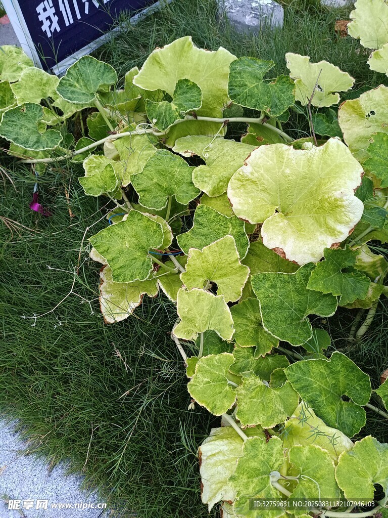 绿叶植物特写