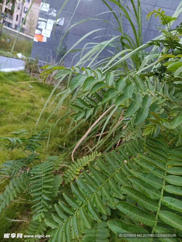 户外翠绿蕨类植物景观