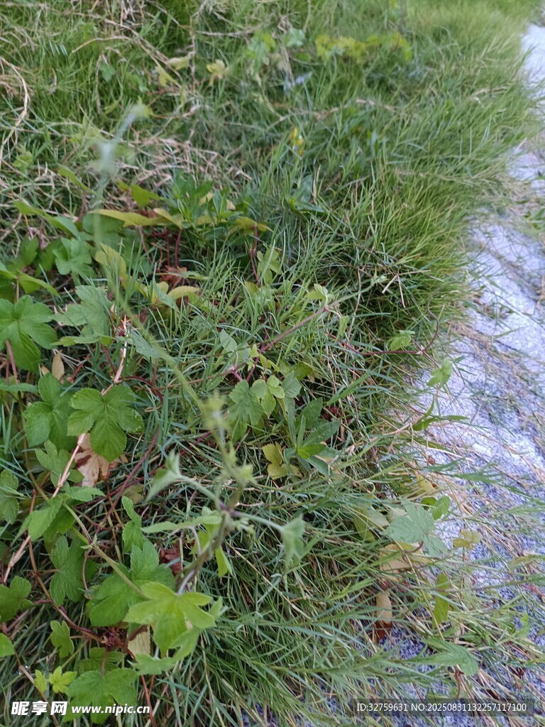 路边翠绿繁茂的草丛
