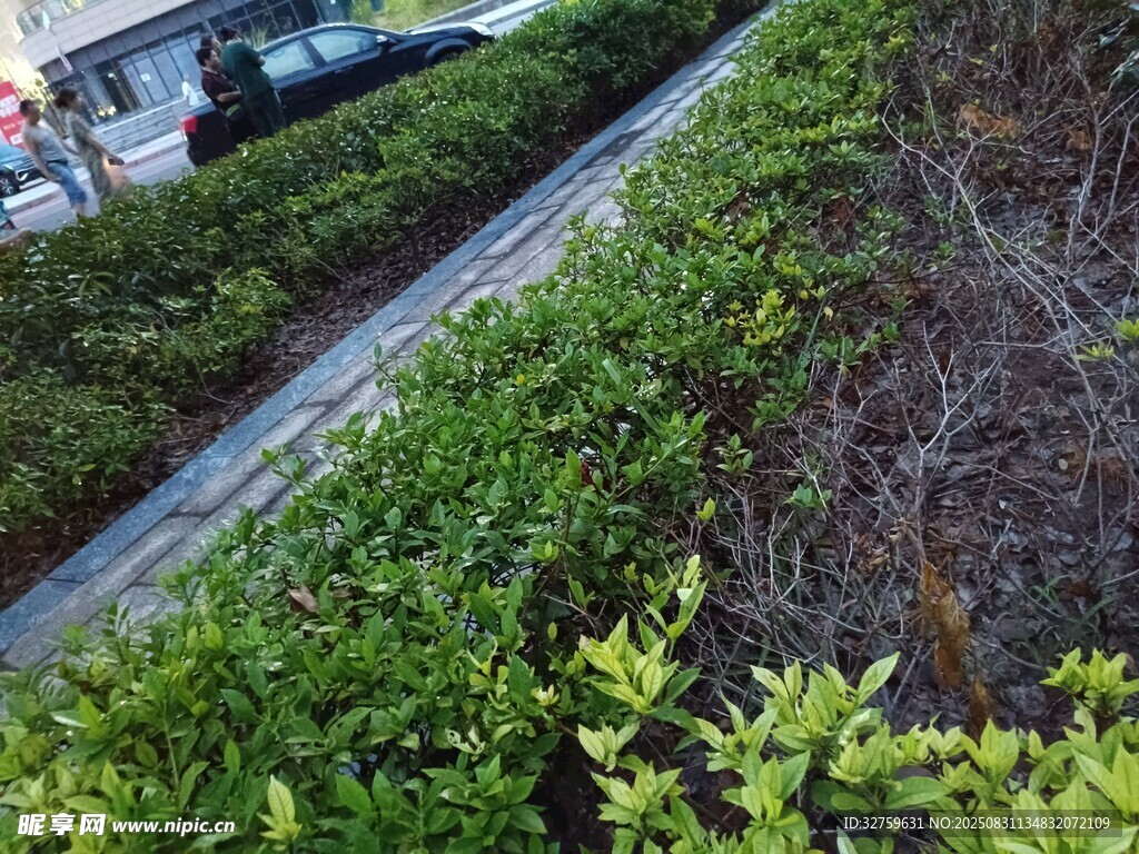 路边整齐绿植景观