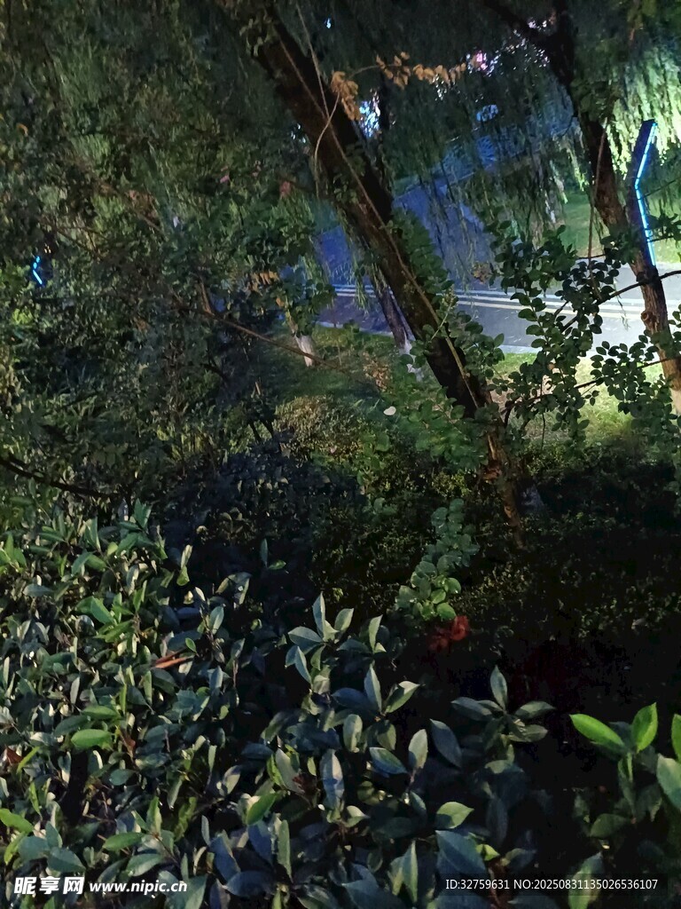 森林深处的自然光影景象