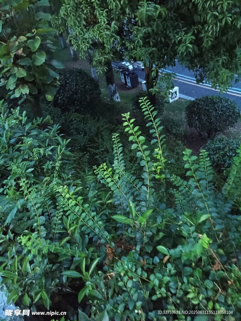 森林中的神秘灯光装置
