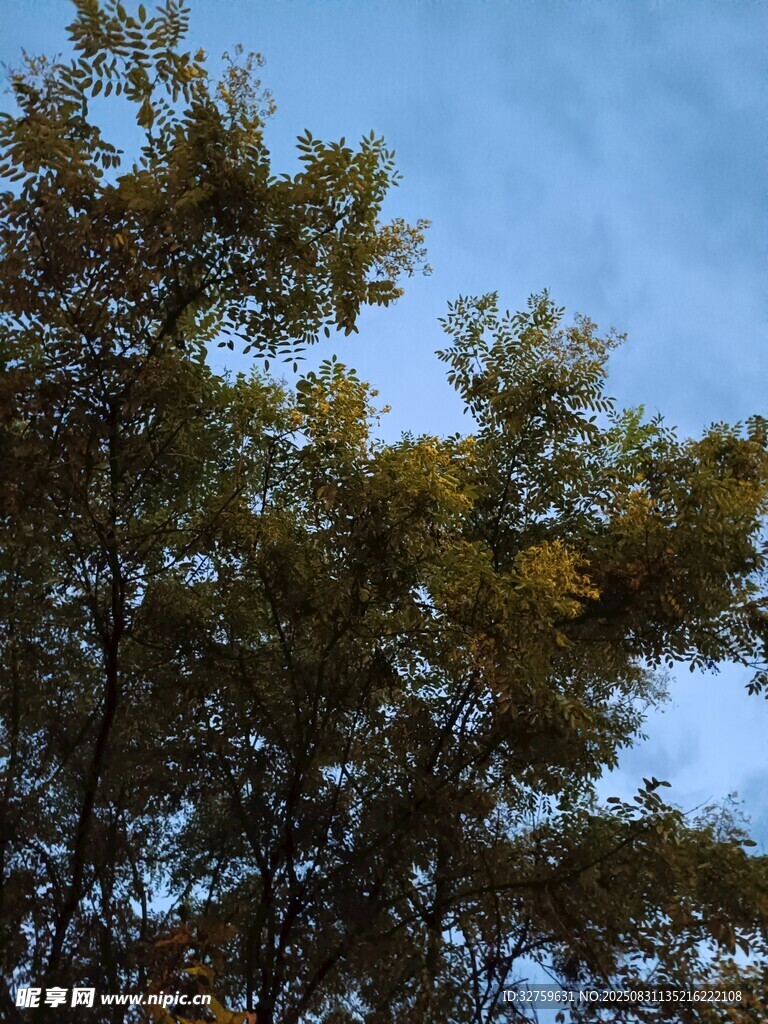 秋日树梢与蓝天