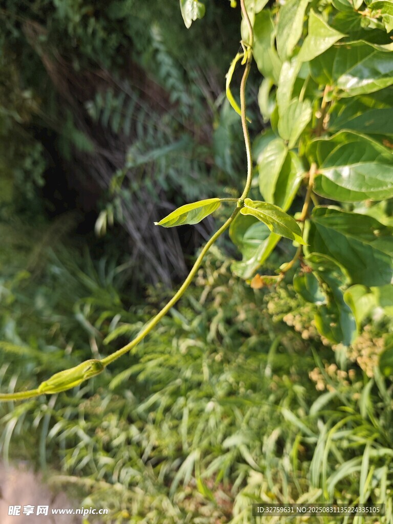 藤蔓垂于翠绿草丛间