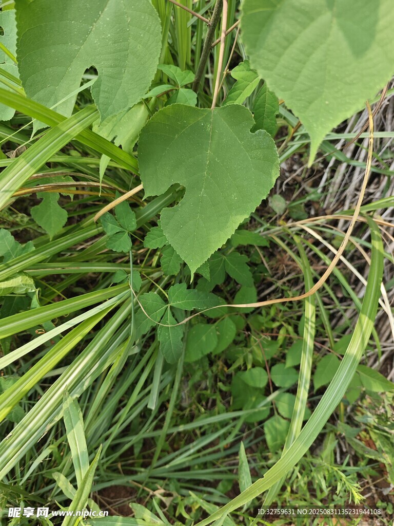 草丛中的绿叶植物