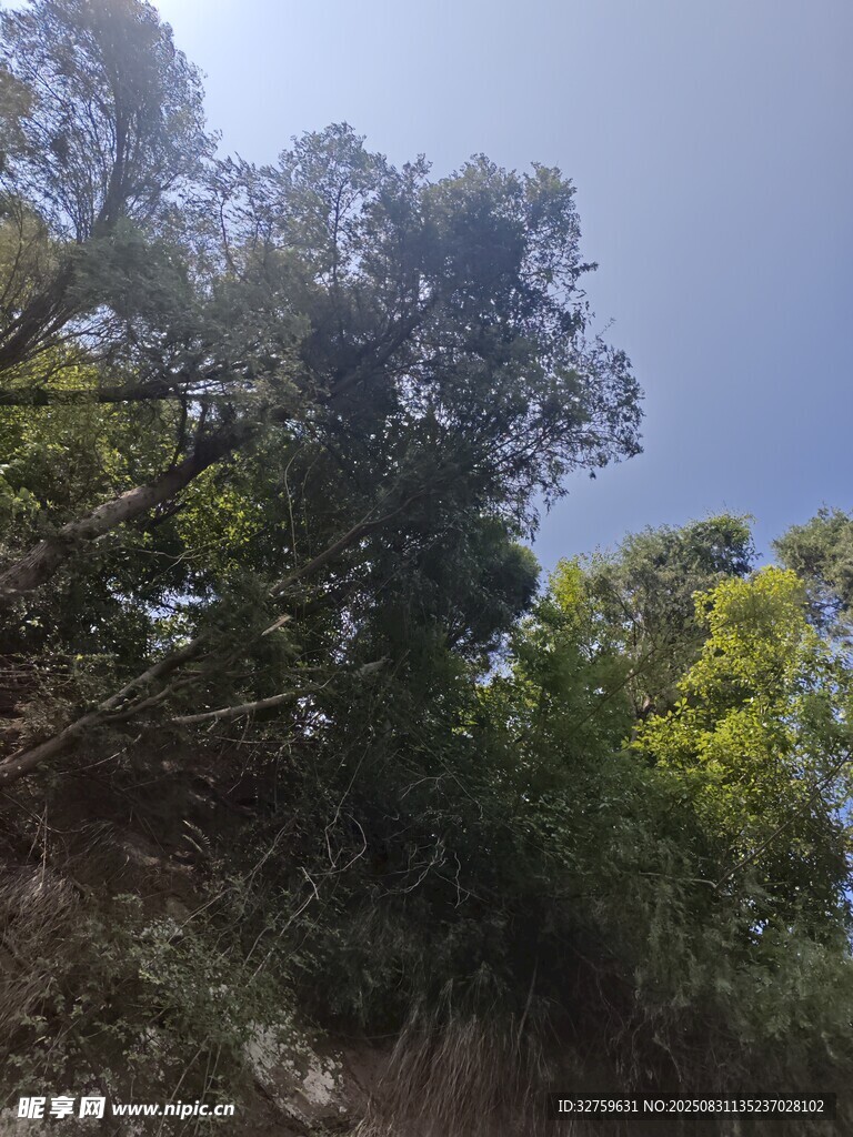 仰视茂密树林景观