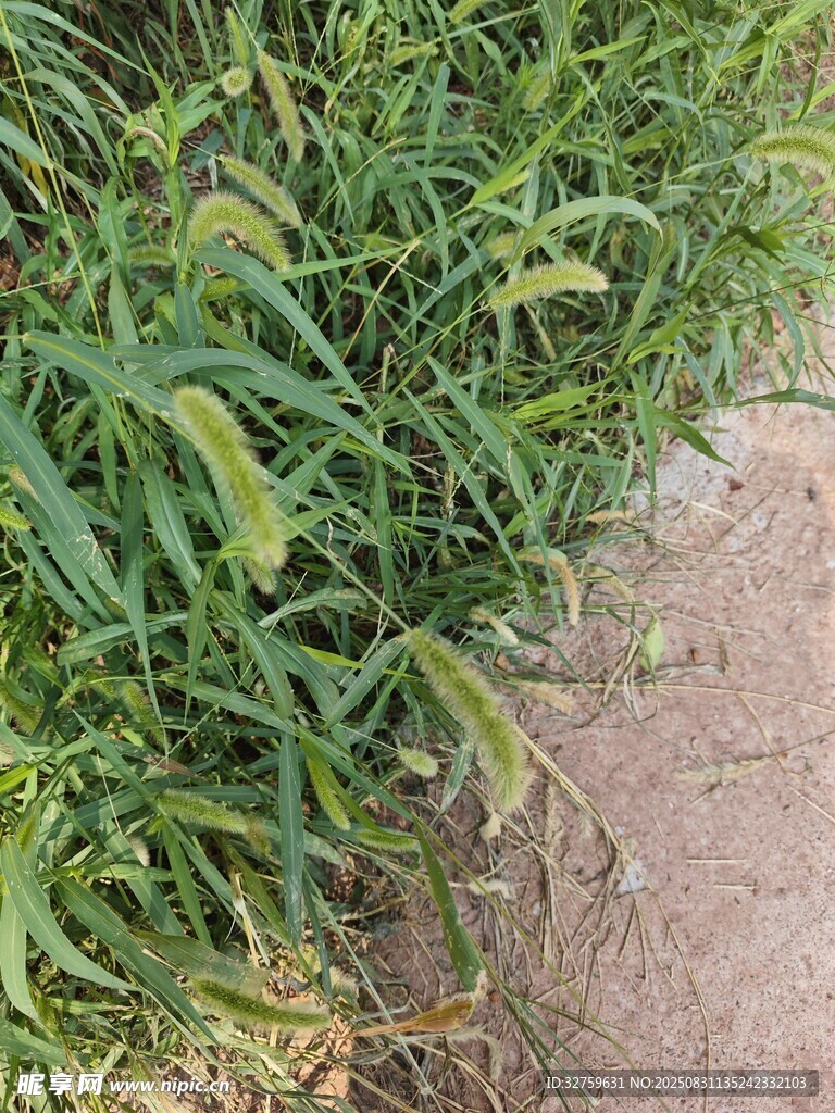 路边翠绿茂盛的野草