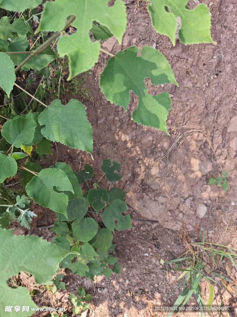 地面上的绿色植物