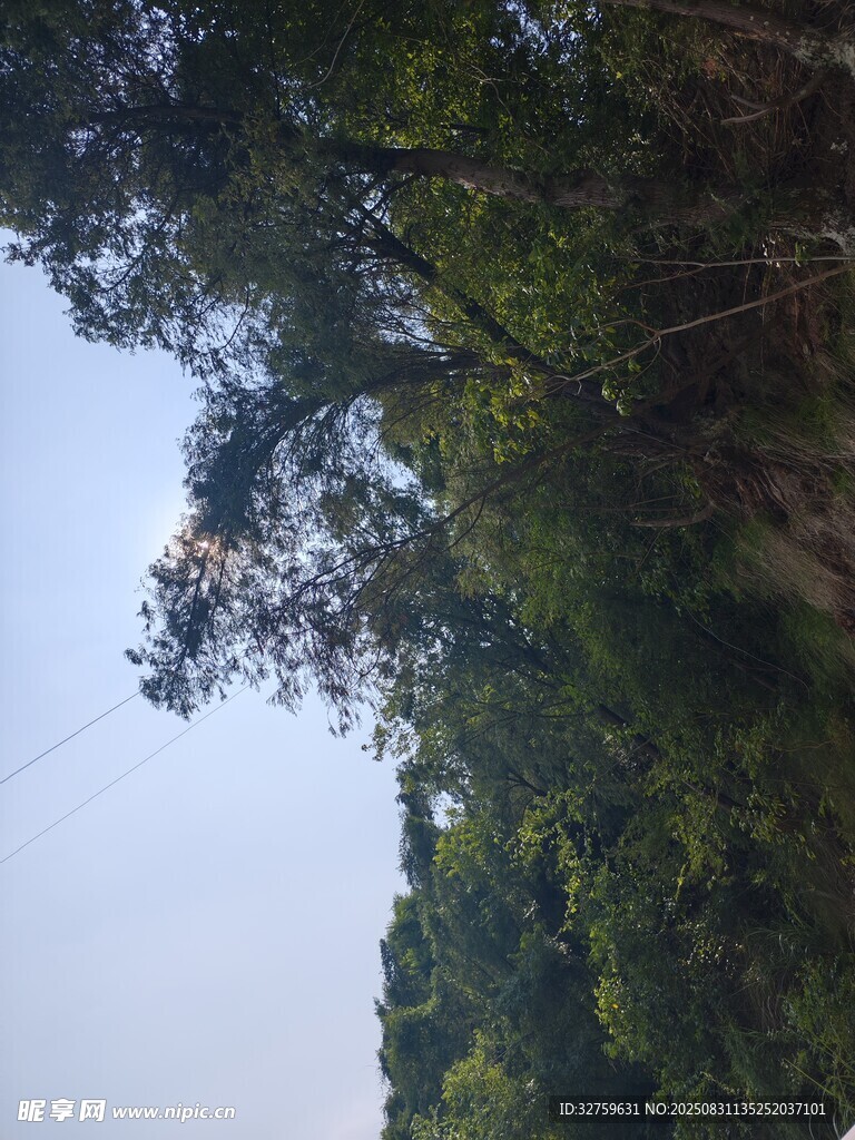 茂密树林中的开阔天空