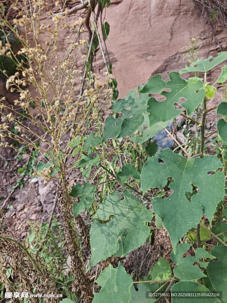 野外生长的绿叶植物