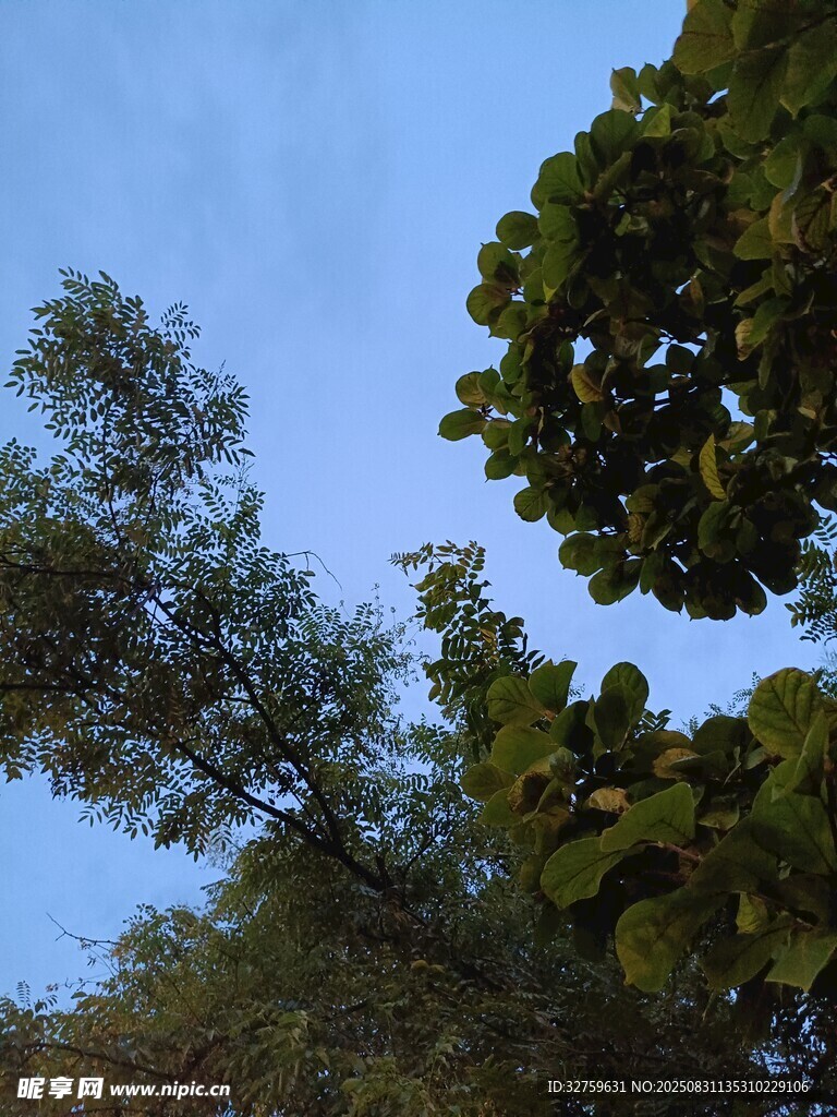 蓝天绿树景致