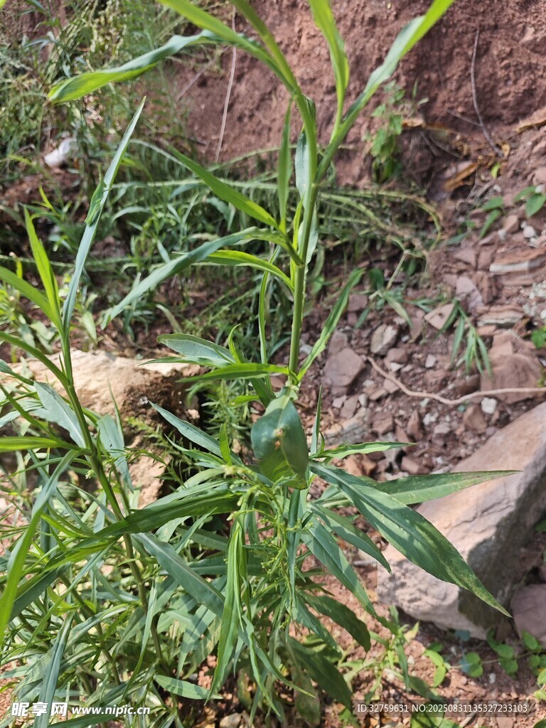 野外生长的绿色植物