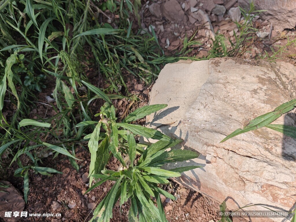 石边绿植