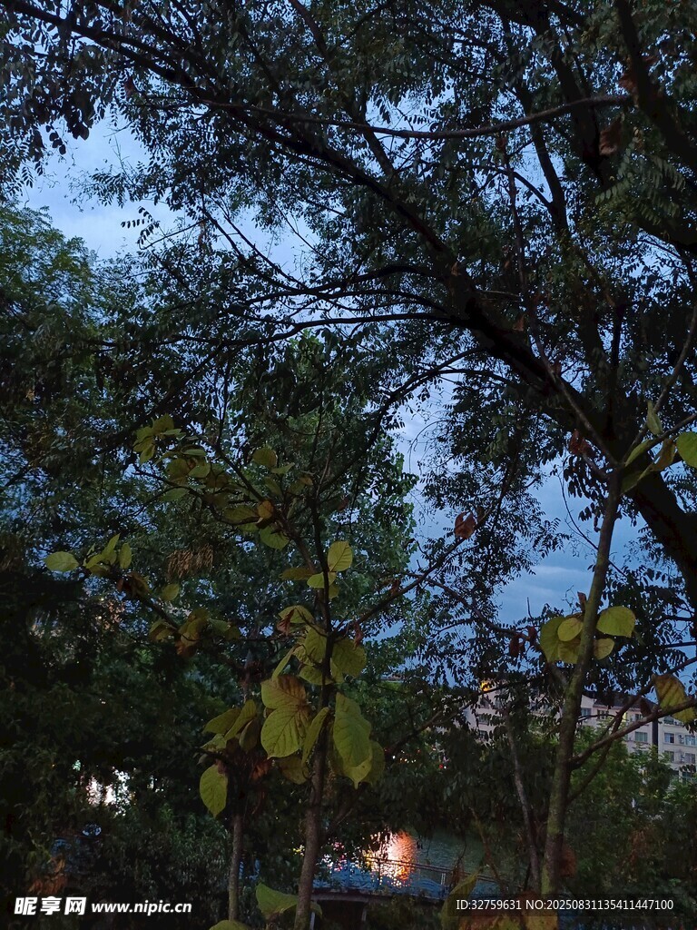 黄昏下的树林与远处微光