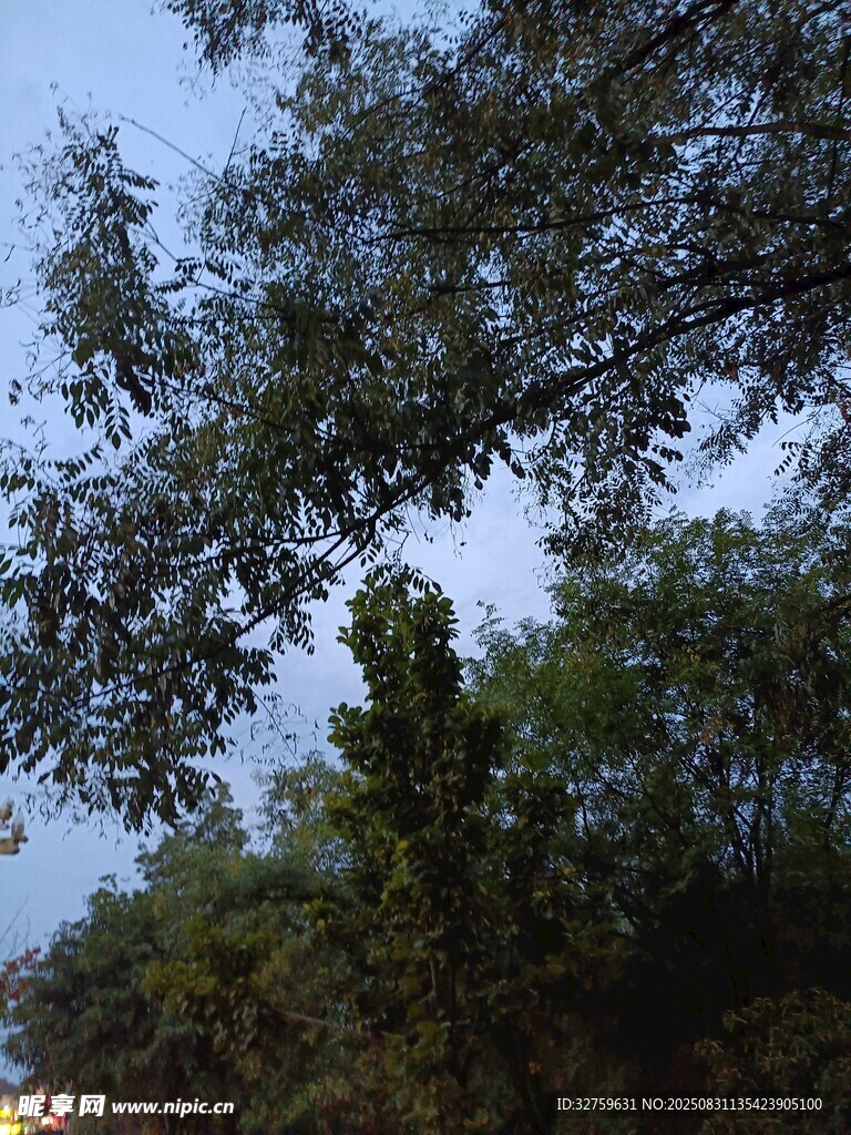 树梢上的蓝天与枝叶