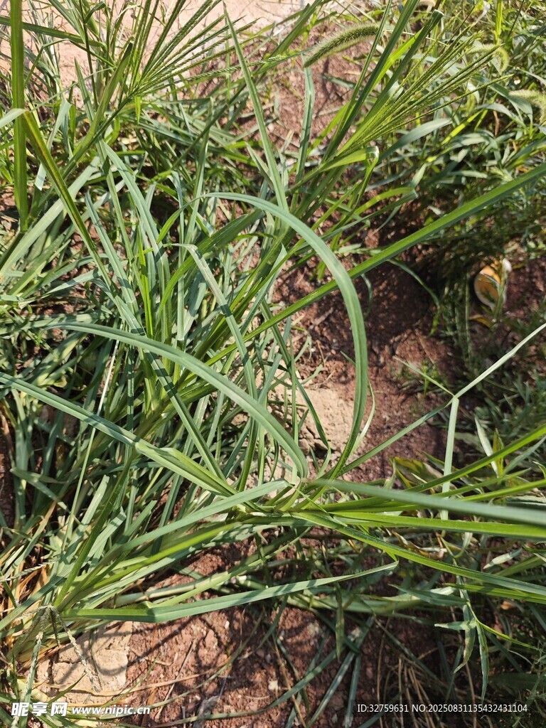 地面上的嫩绿青草