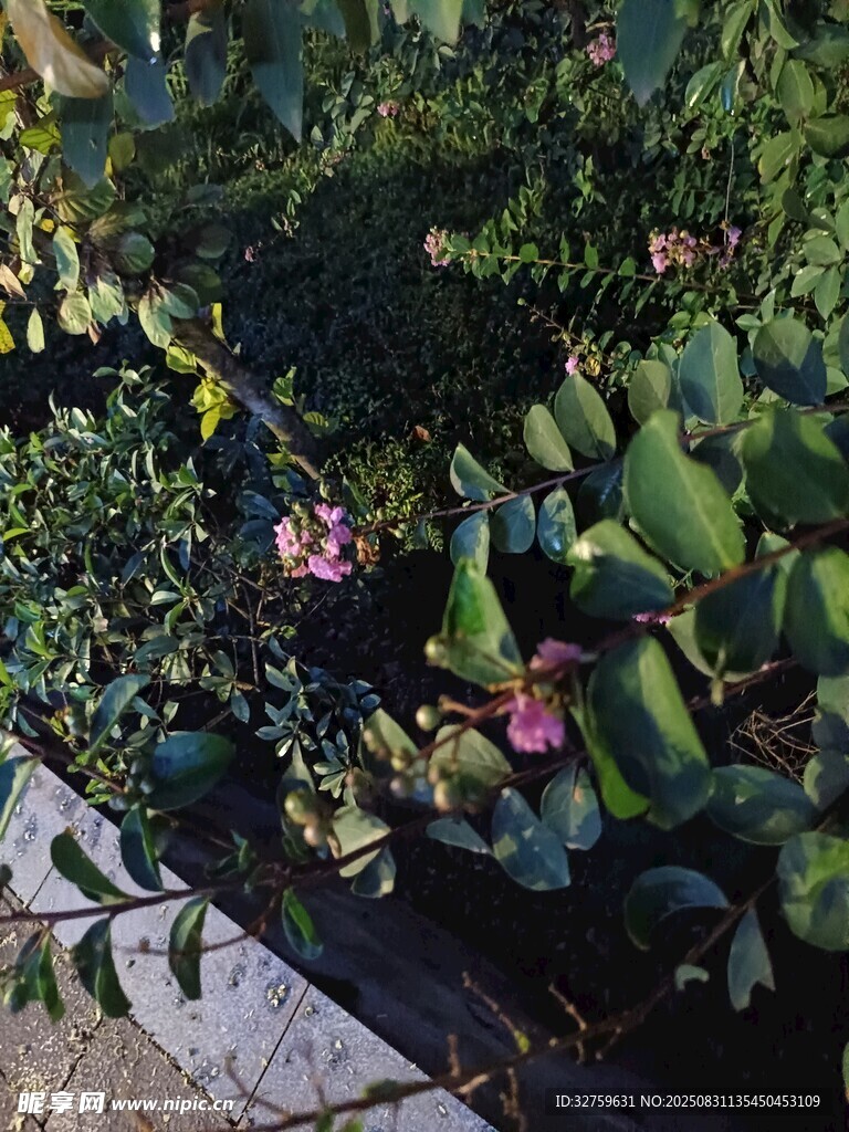 绿叶丛中的娇艳花朵