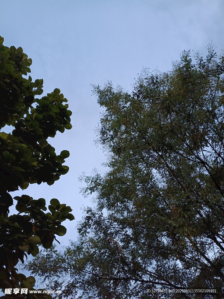 树梢间的蓝天景致